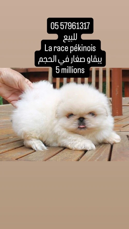 Chien pékinois canich كلب بيكنوا كانيش