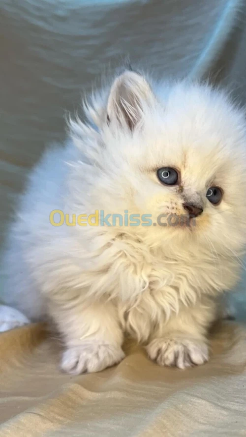 Chat persan race pure / chien disponible 