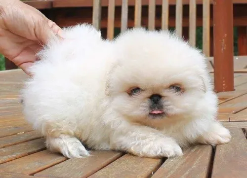 Pékinois canich petit chien بيكنوا