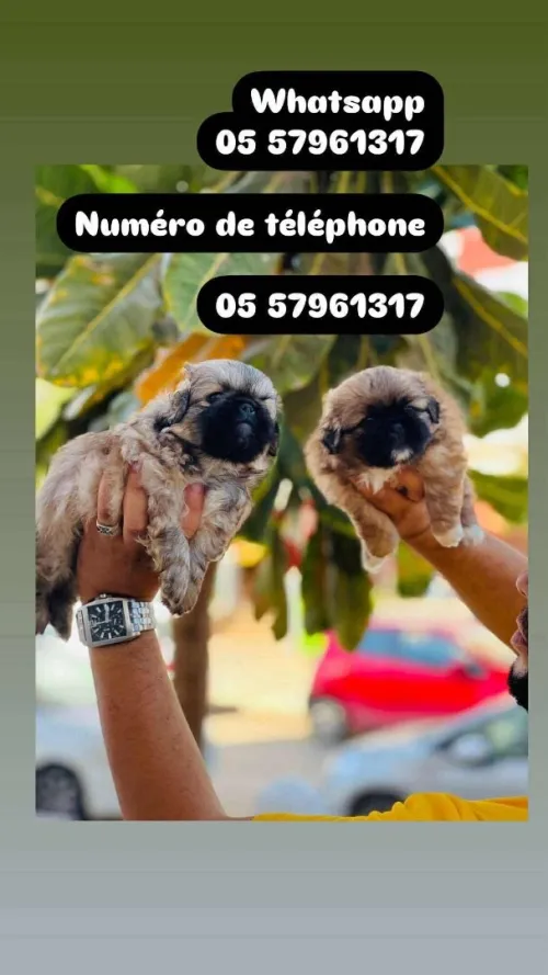 Pékinois canich petit chien بيكنوا