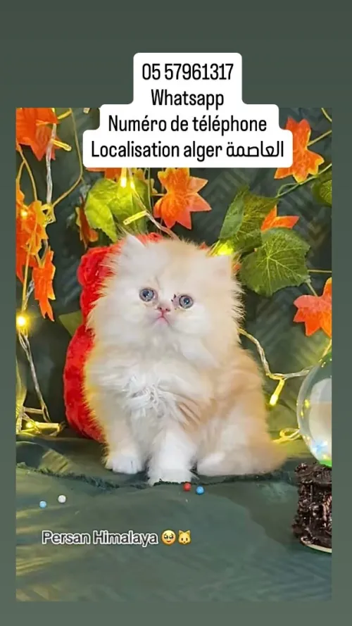 Chat Persan himalya قط بيرسون هيمالايا