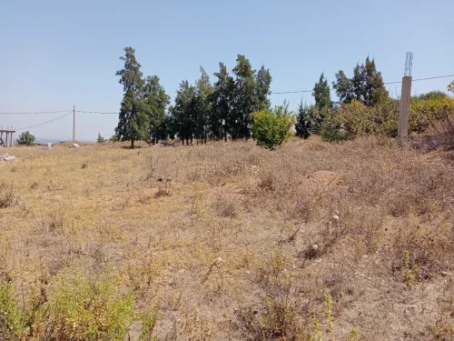 Vente Terrain Blida Ain romana