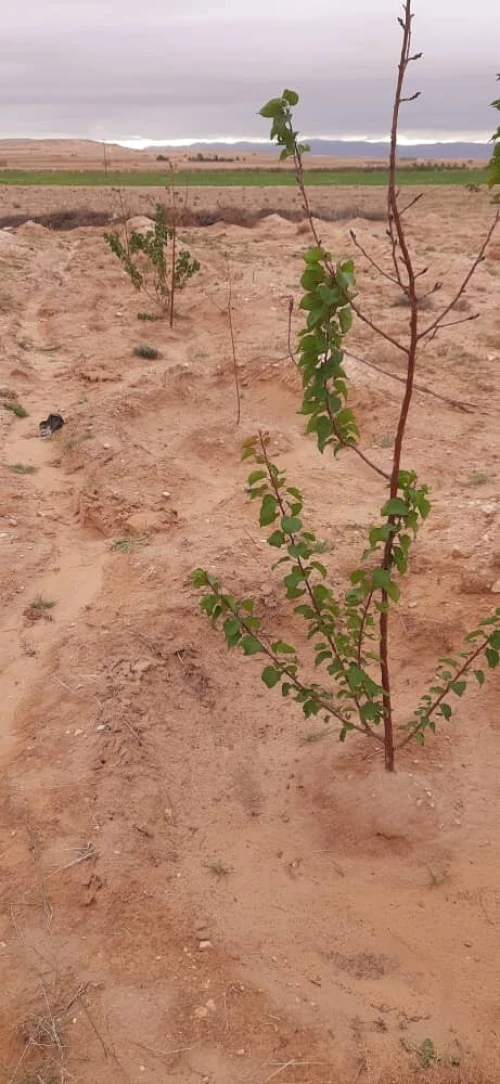 Vente Terrain Agricole Djelfa Hassi bahbah