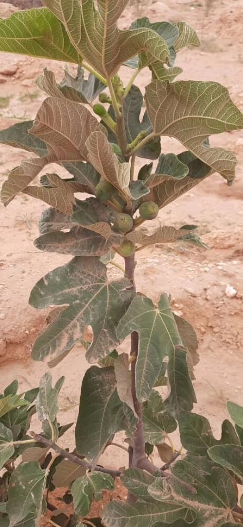 Vente Terrain Agricole Djelfa Hassi bahbah