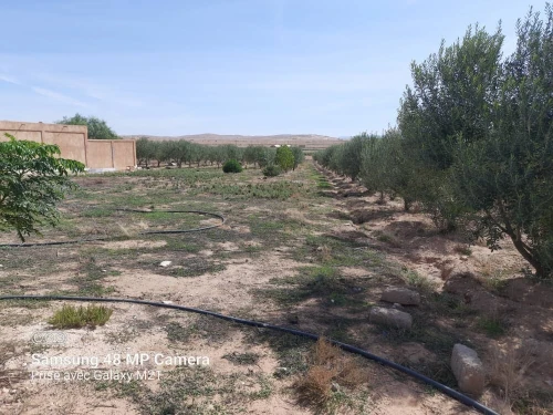 Vente Terrain Agricole Djelfa Hassi bahbah