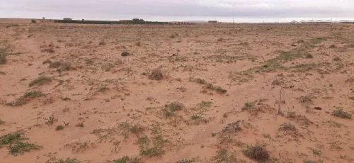 Vente Terrain Agricole Djelfa Hassi bahbah