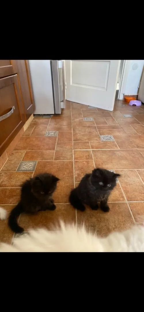 4 chatons persans très propres 