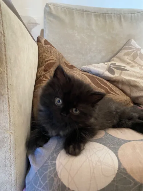 4 chatons persans très propres 