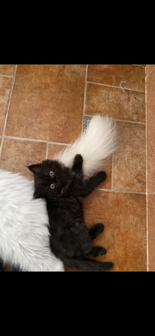 4 chatons persans très propres 