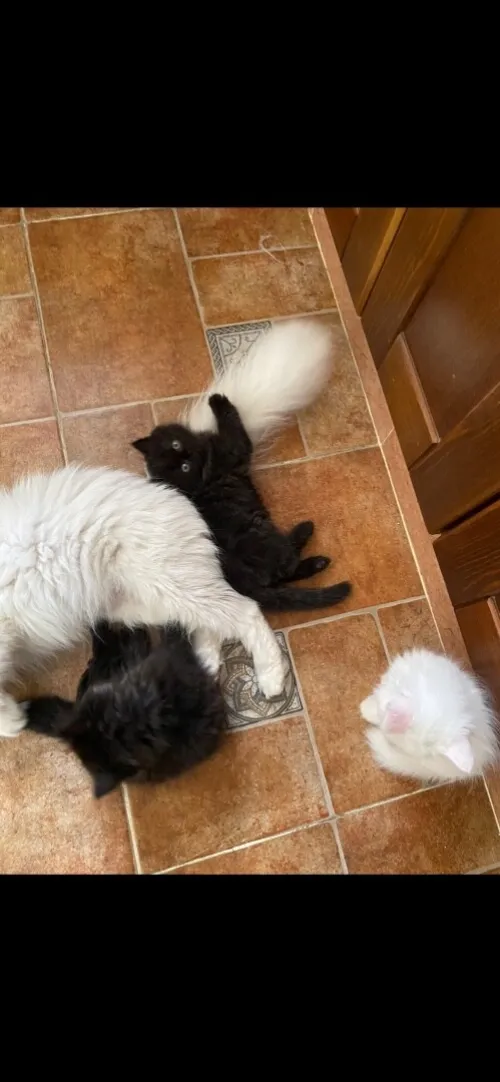 4 chatons persans très propres 