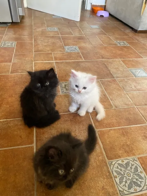 4 chatons persans très propres 