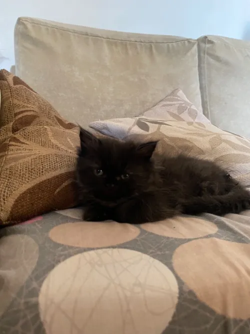 4 chatons persans très propres 