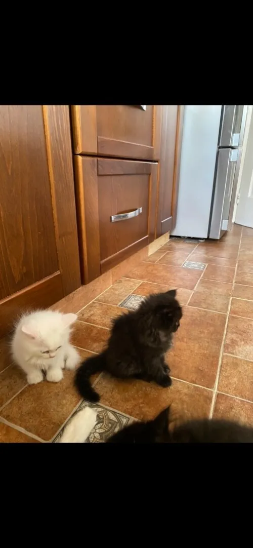 4 chatons persans très propres 