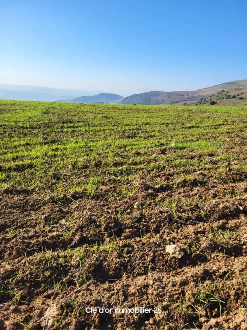 Vente Terrain Agricole Constantine Beni hamiden