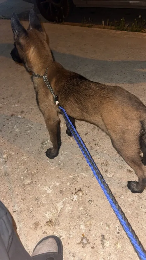 une femelle malinoi charboni 2moi vacciné 
