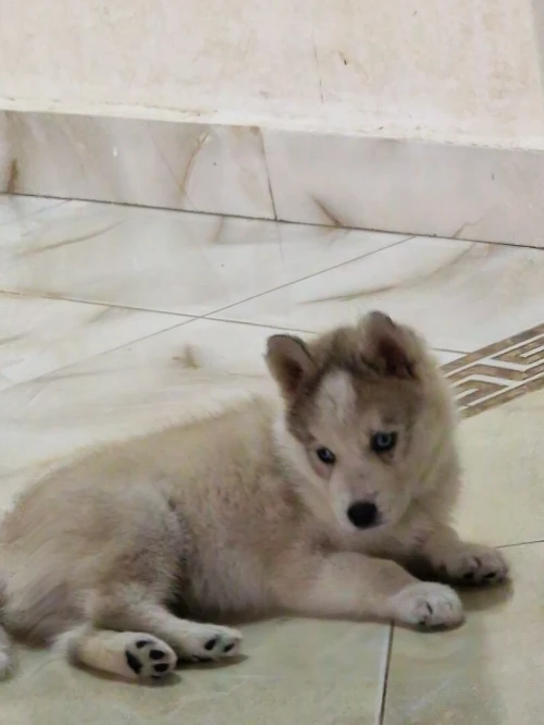Husky 