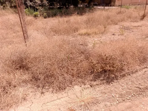 Vente Terrain Blida Guerrouaou