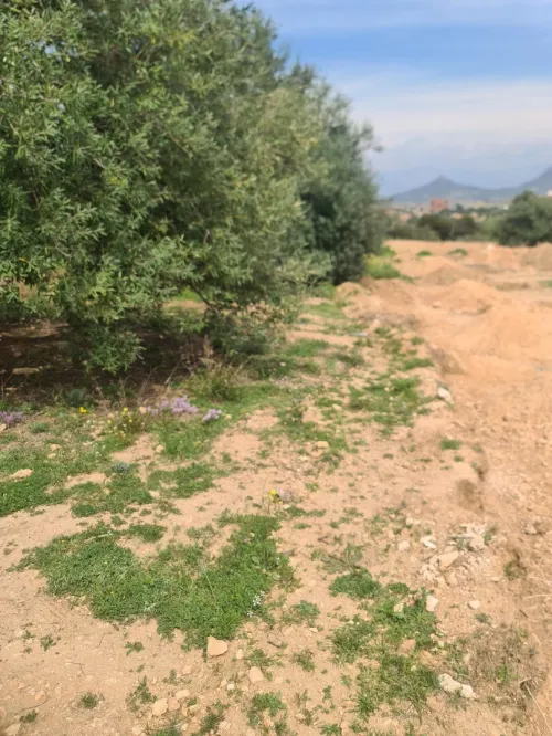 Vente Terrain Bouira Ahl el ksar