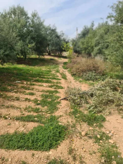 Vente Terrain Bouira Ahl el ksar