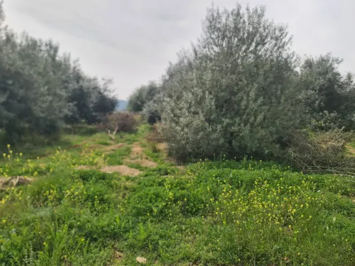 Vente Terrain Bouira Ahl el ksar
