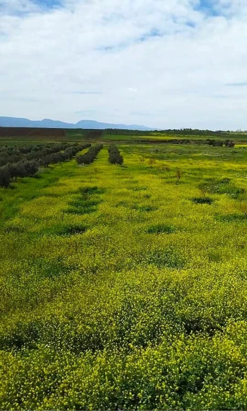 Vente Terrain Agricole Tlemcen Marsa ben mhidi