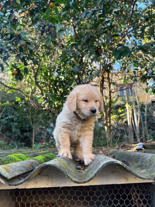 Golden retriever chiot
