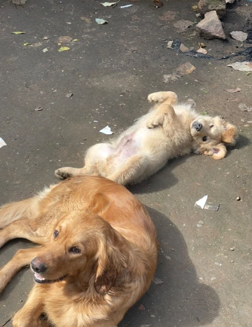 Golden retriever chiot