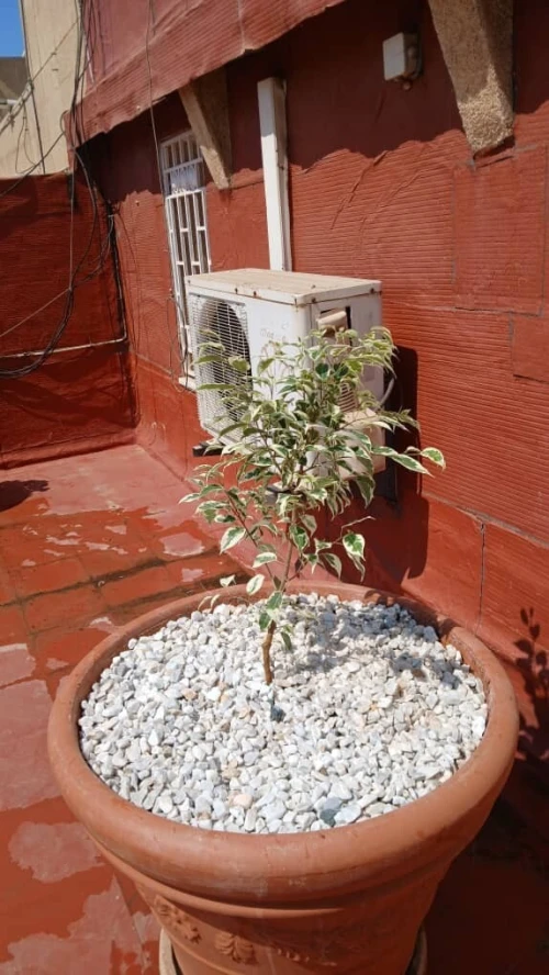 Location Appartement F7 Alger Hydra