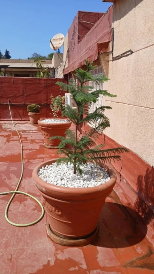 Location Appartement F7 Alger Hydra