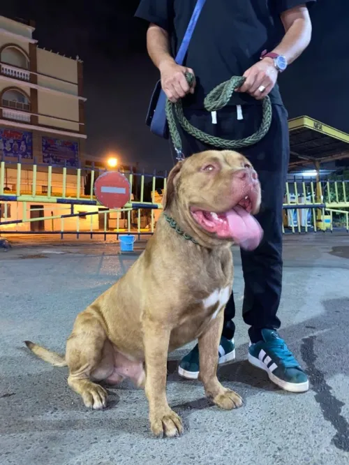 Pitbull red nose 11 mois