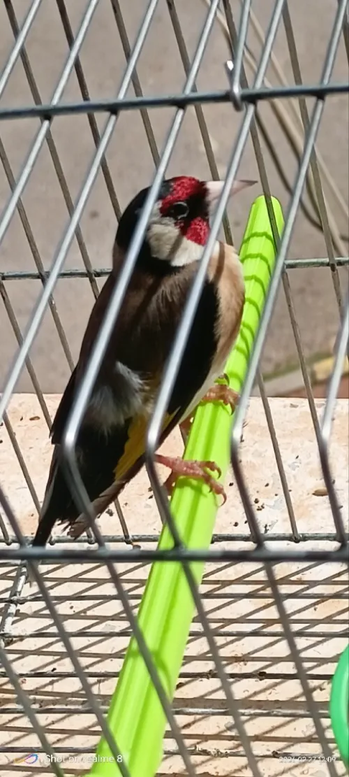 خلوي عندو شهرين