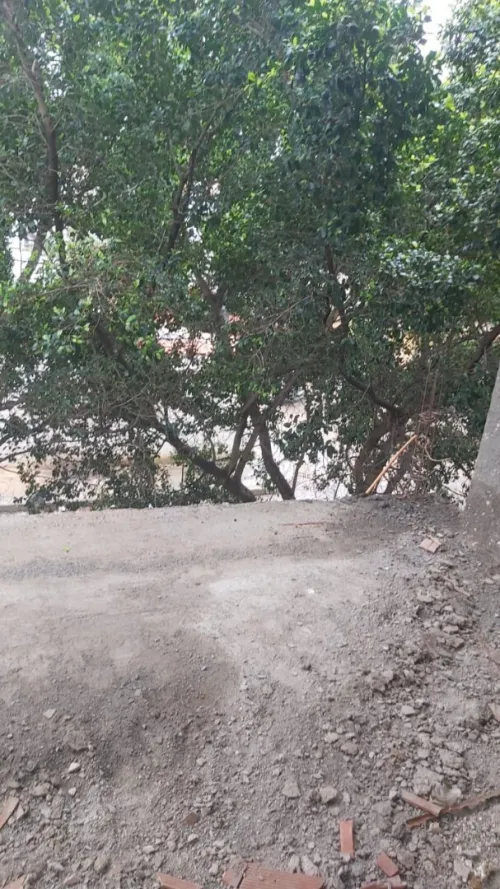 Vente Immeuble Tipaza Hadjout