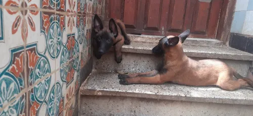 Malinois 