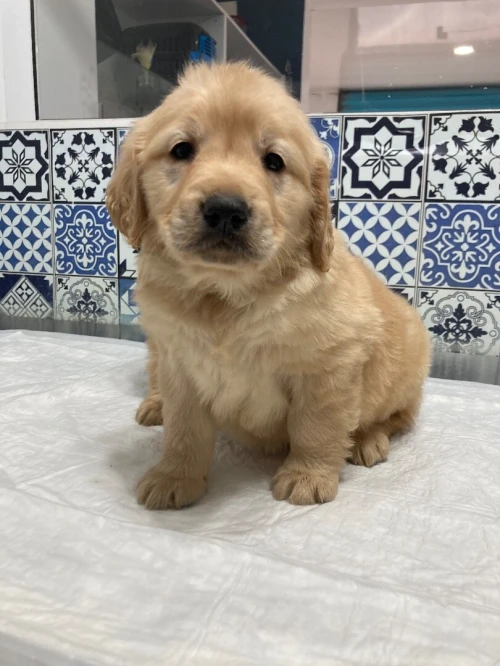 Golden retriever