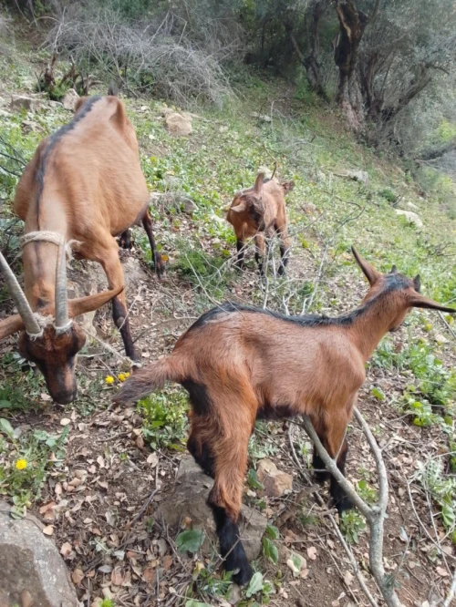 chèvre alpine avec 2 chevreau (male ,femelle)