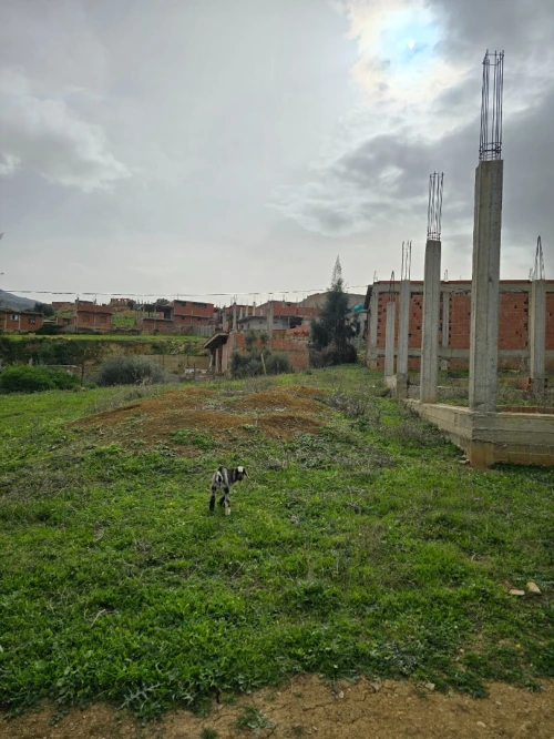 Vente Terrain Blida Ain romana