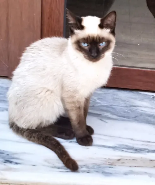 Chat siamois 
