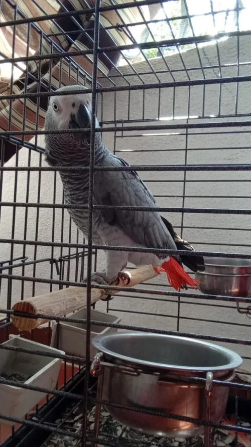 Perroquets gabonais 