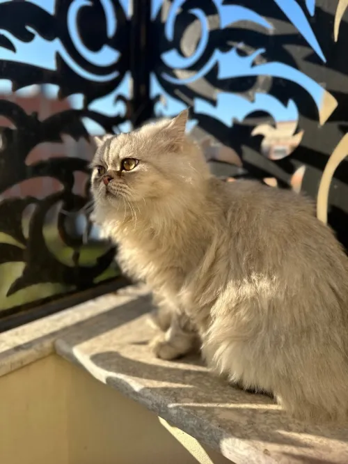 قط شينشالي 
