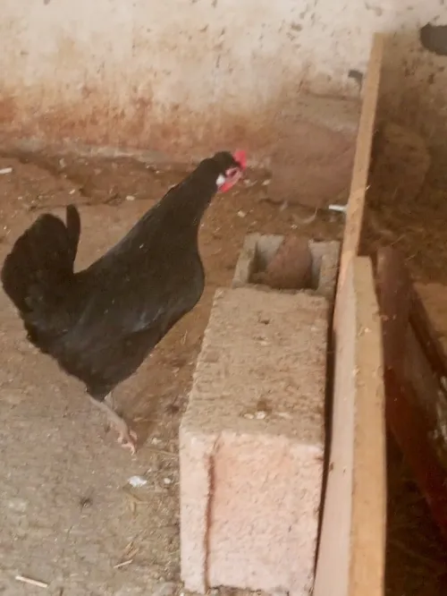 دجاج بيض مشاء الله
