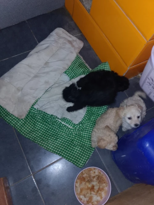 Caniche bichon