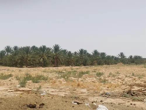 Vente Terrain Agricole Biskra Ourlala