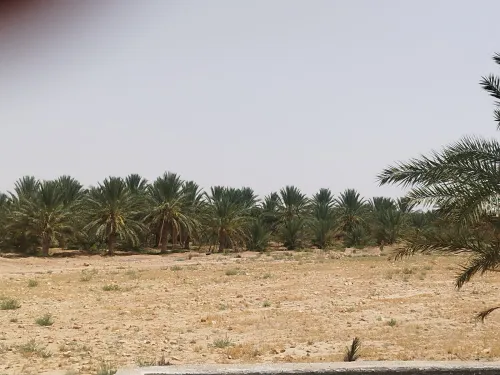 Vente Terrain Agricole Biskra Ourlala