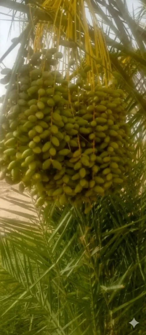 Vente Terrain Agricole Biskra Ain naga