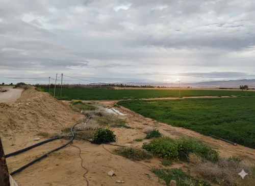 Vente Terrain Agricole Biskra Ain naga