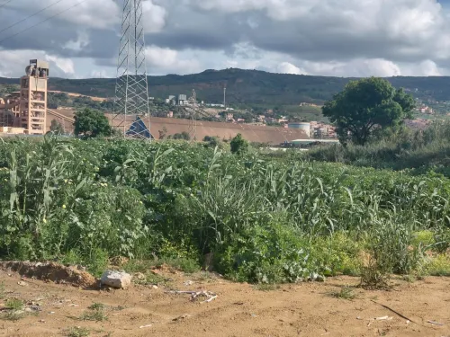 Vente Terrain Blida Meftah