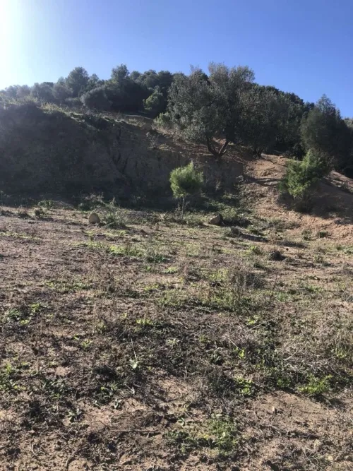 Vente Terrain Blida El affroun