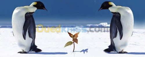 Référencement pro 1er sur Google SEO