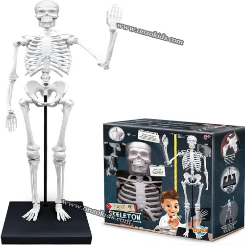 Squelette Géant 85cm-Buki