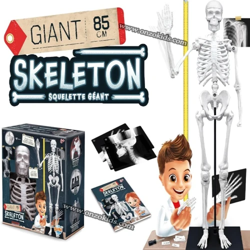 Squelette Géant 85cm-Buki